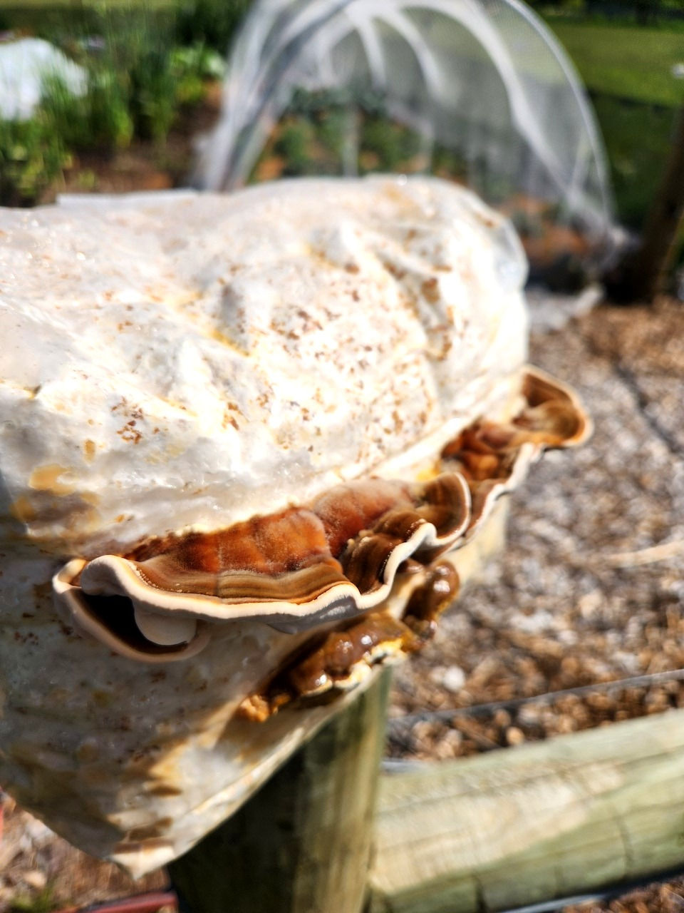 Thumbnail: Turkey Tail Mushroom Grow Kit - Splash & Grow Block