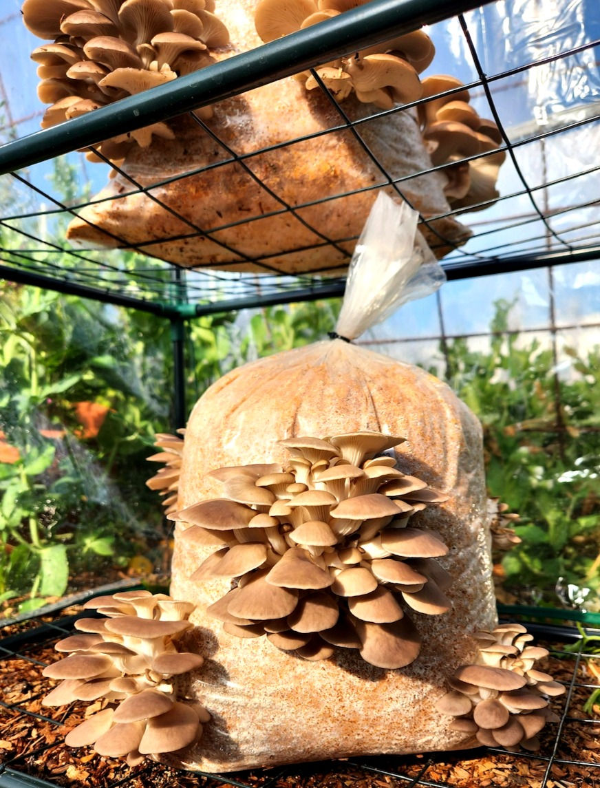 Thumbnail: A Grey Oyster Mushroom growing kit NZ grown outside
