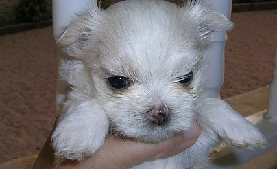 cachorro maltes bebe