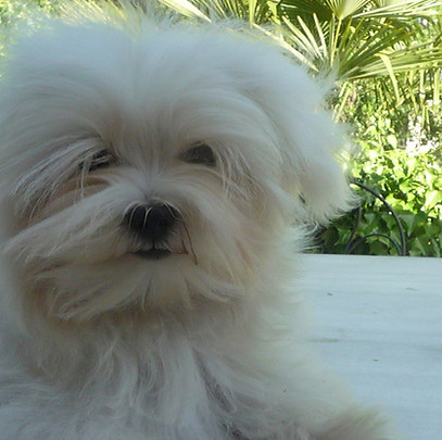 cachorro bichon maltes toy