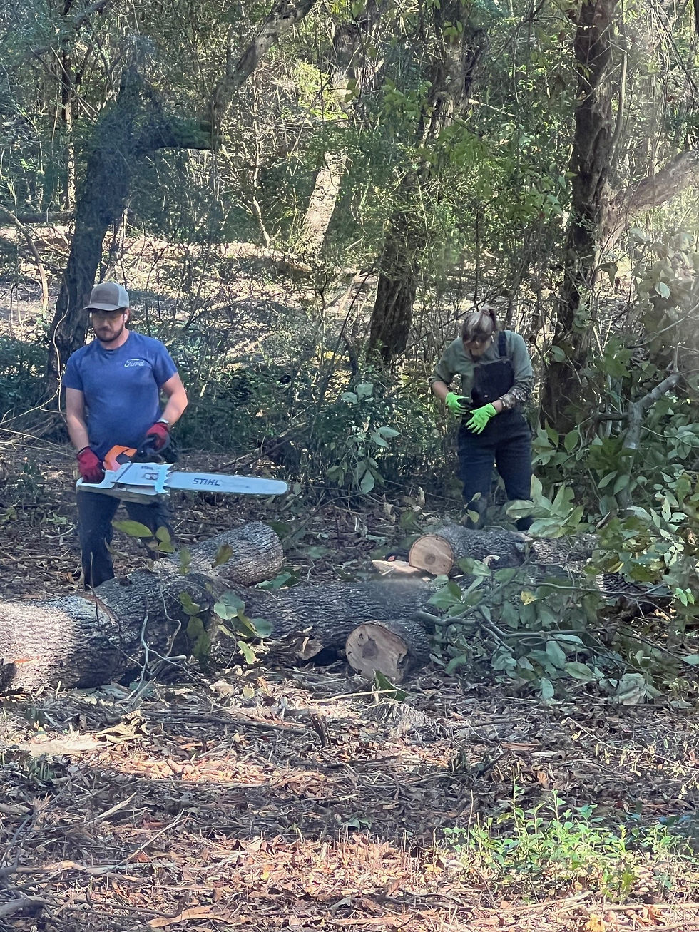The 4th Generation clearing hardwoods from the area.