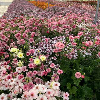 IMG_6006.JPEG