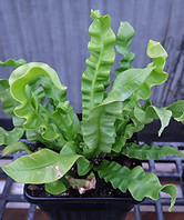 Crispy Wave Fern.jpg