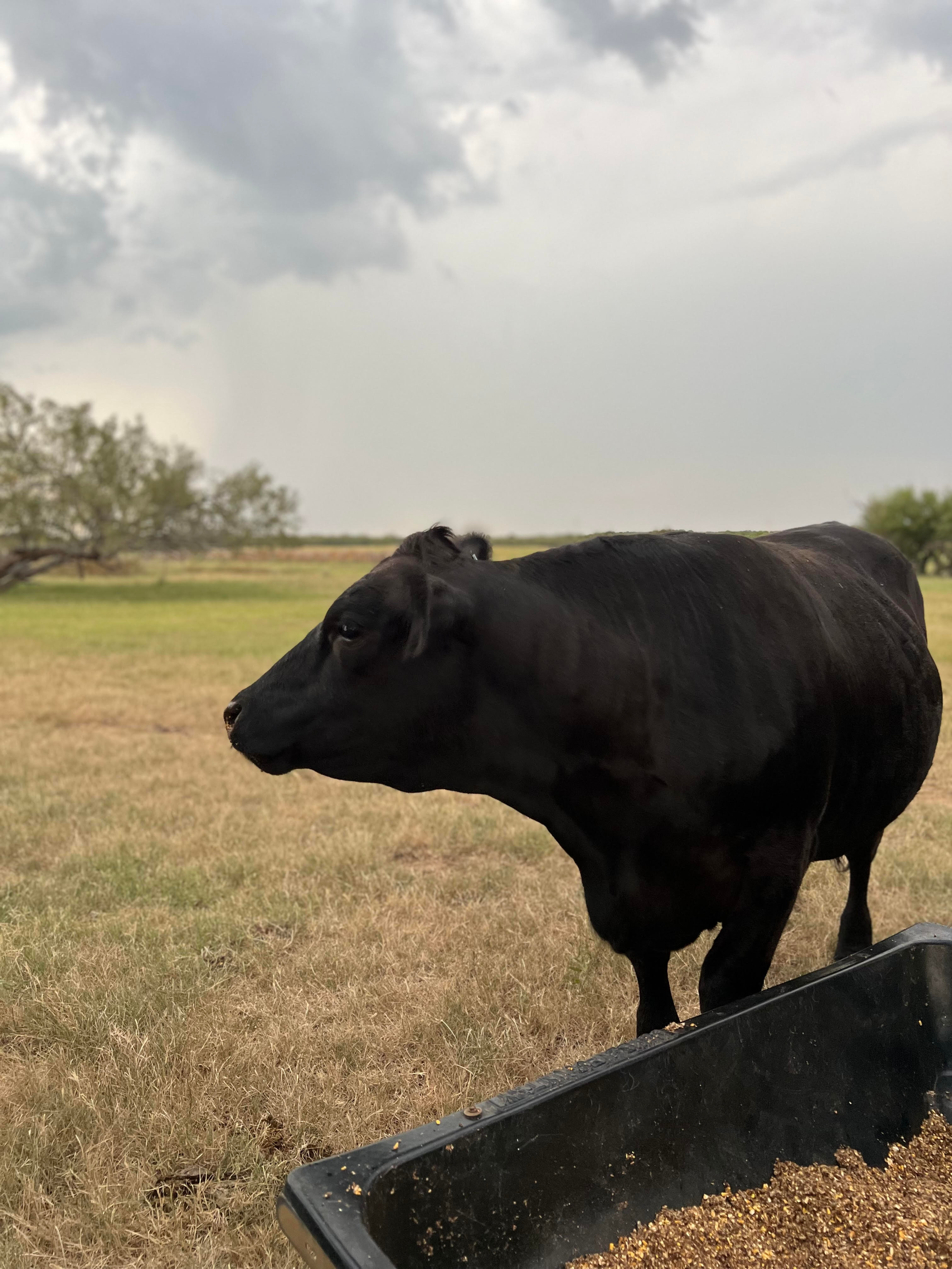 Whole Steer