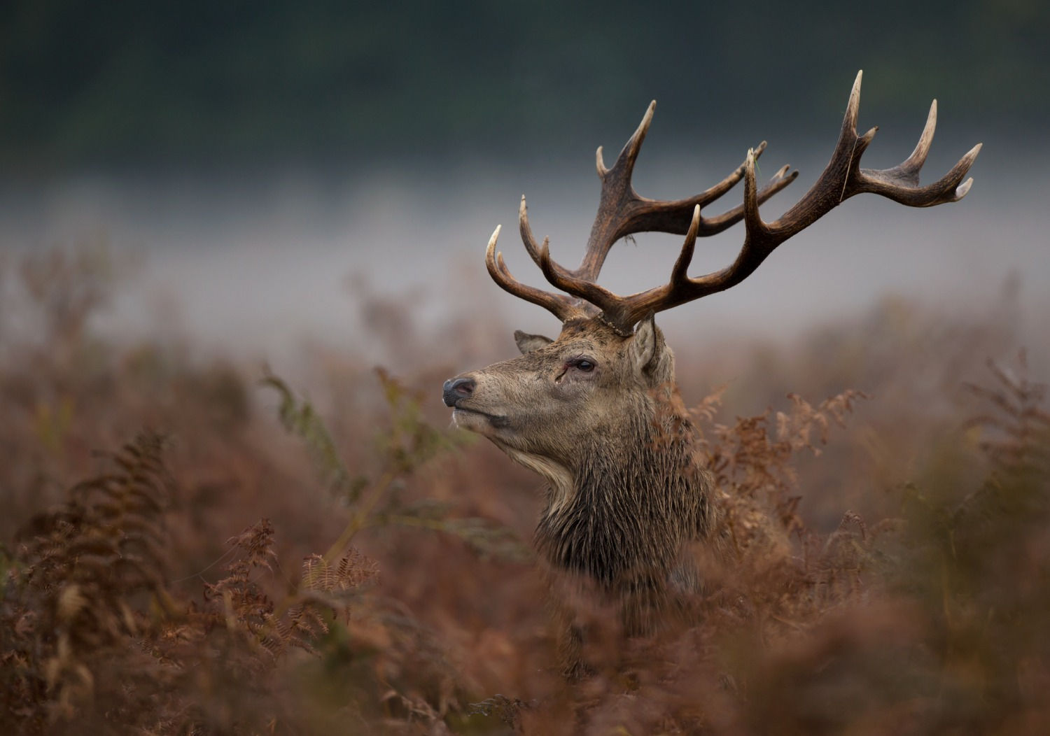 Trophy Game Records of the World Record Book 302 Washington St