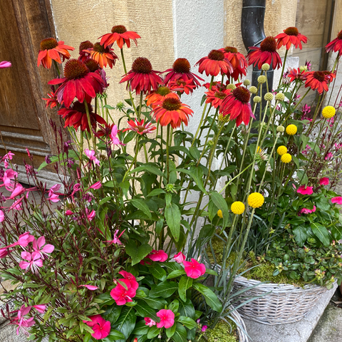 Panier de fleurs estivales: échinacées rouges, pervenches roses, et autres fleurs colorées.