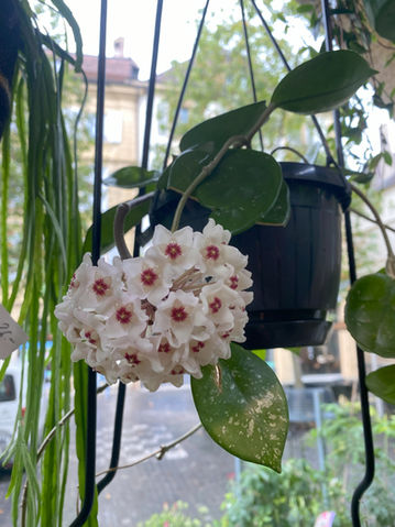 Fleurs blanches et roses délicates d’une plante suspendue