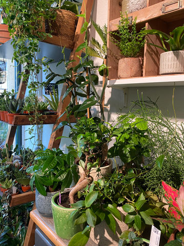 Variété de plantes d'intérieur en pots