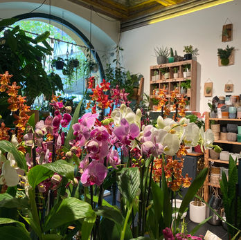 Orchidées, plantes en pots, magasin de fleurs