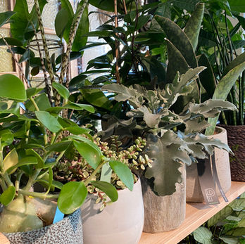 Collection variée de plantes d’intérieur en pots