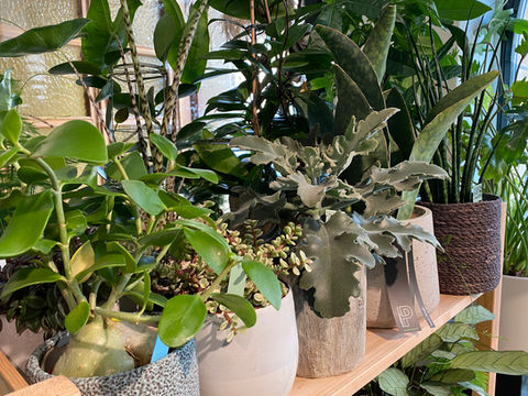 Collection variée de plantes d’intérieur en pots