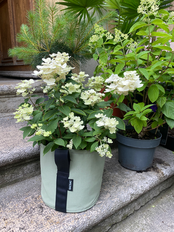 Hydrangea blanche en pot Bagsac, plantes extérieures