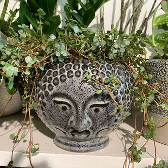 Plante à feuilles rondes dans un pot visage