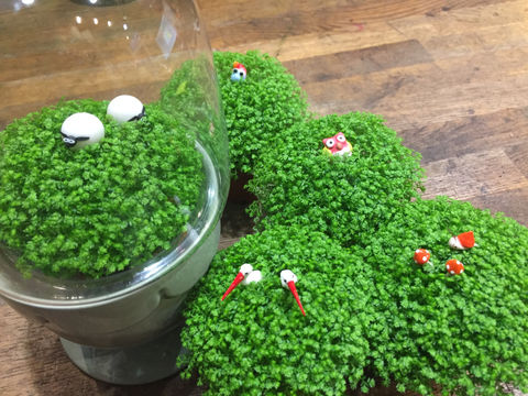 Miniatures et plantes vertes décoratives