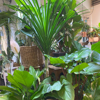 Collection variée de plantes d’intérieur luxuriantes