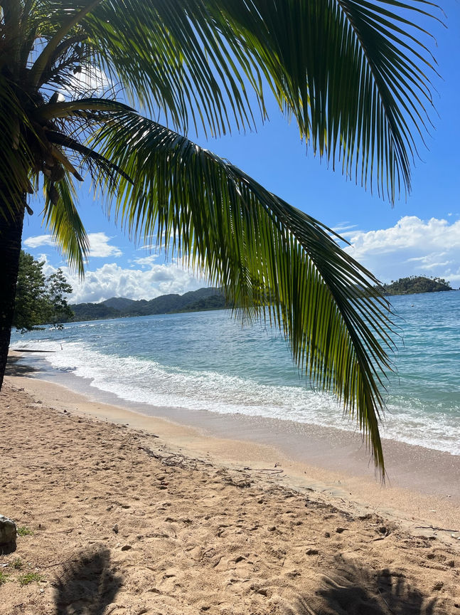 Palm tree over a sandy beach with ocean and blue sky