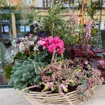 Panier fleuri rose et mauve devant une vitrine
