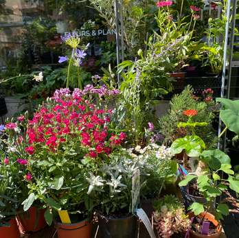 Variété de fleurs colorées et plantes en pots, Fleurs & Plantes
