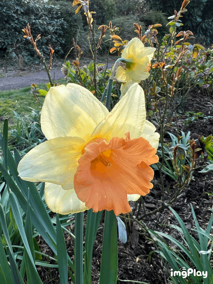 image0.gif