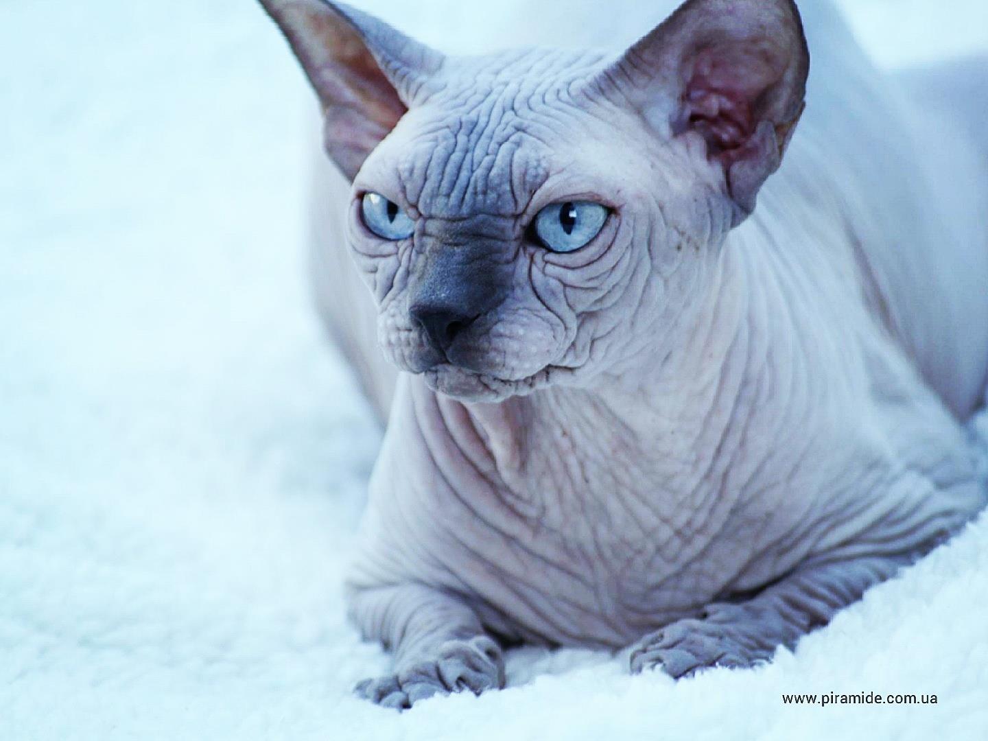 sphynx blue point