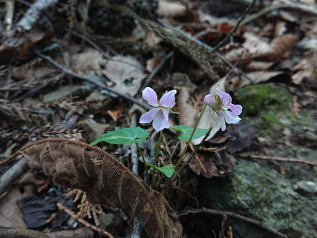 3/26 高畑山〜倉岳山
