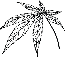 kisspng-leaf-marijuana-cannabis-sativa-c