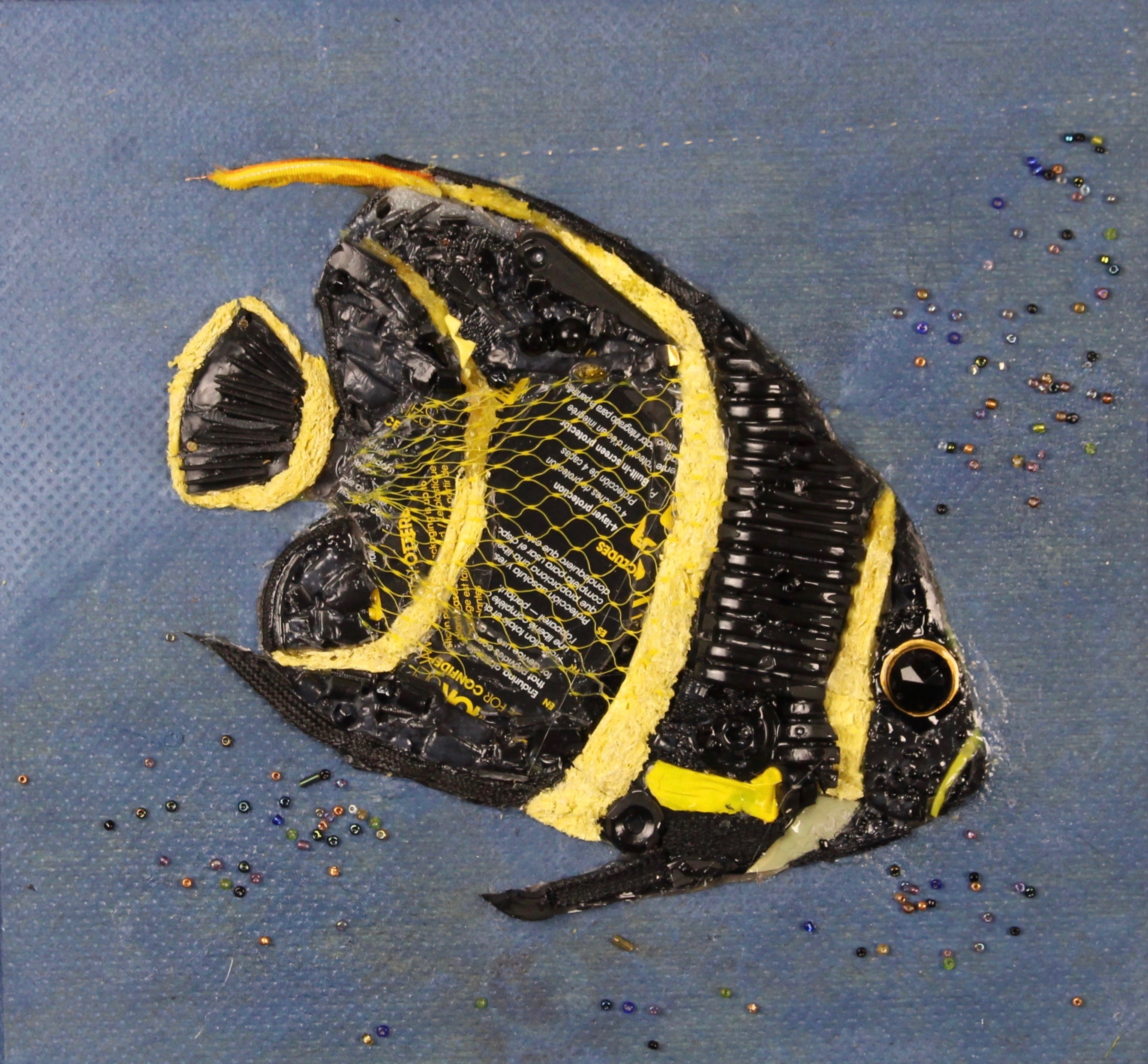 Young French Angelfish