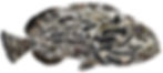 Black-Grouper-front-3500-under-5