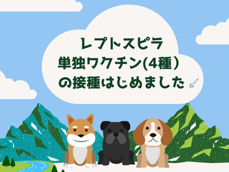 「レプトスピラ単独ワクチン」の接種　始めました💉