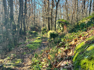 Naturerlebnis, Entspannung, Bäume, Waldweg Laub