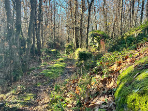 Naturerlebnis, Entspannung, Bäume, Waldweg Laub