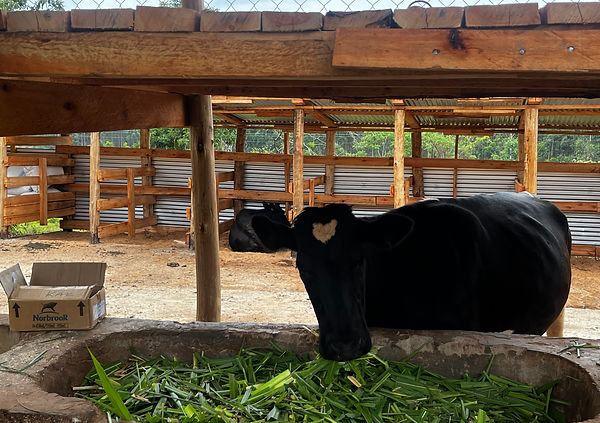 JLM Dairy Cow.jpeg