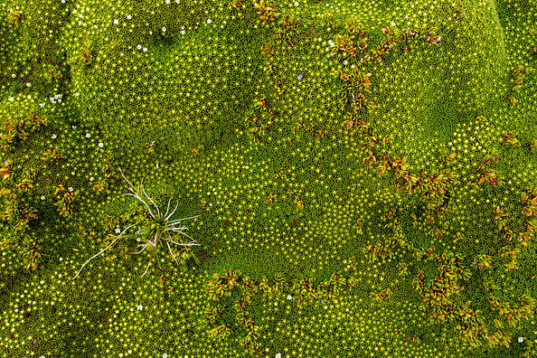 A thick carpet of rugged alpine mosses growing in the harsh upper reaches
of the Dart valley in the South Island of New Zealand.