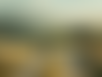 Bedeutung des Auslaufs für Hunde in Tötungsstationen