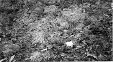 Isom's unmarked grave in Yale Cemetery