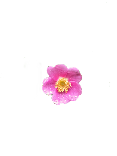 IMG_3368_edited_edited.png