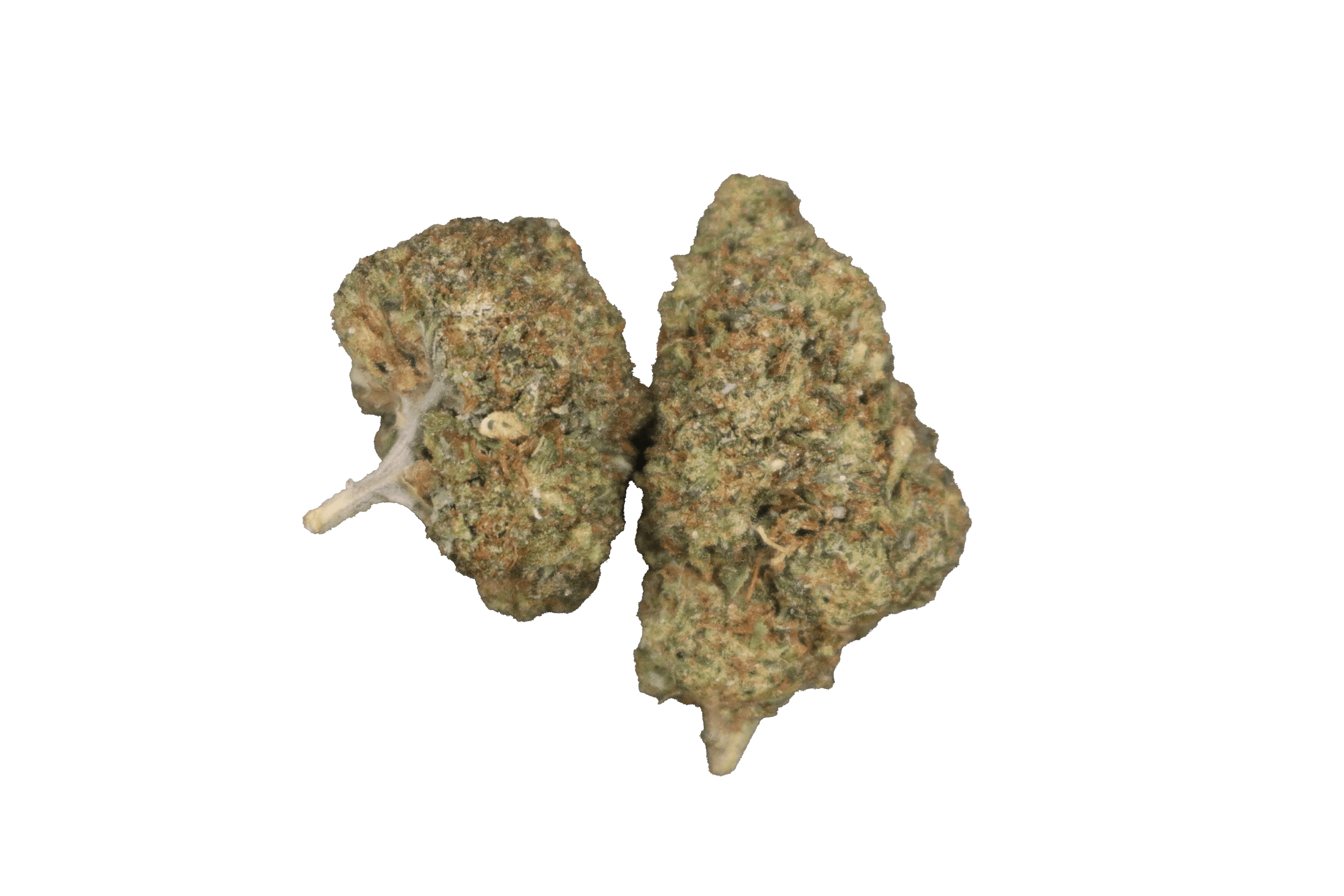 KNOCKOUT LITE PACK [INDICA]