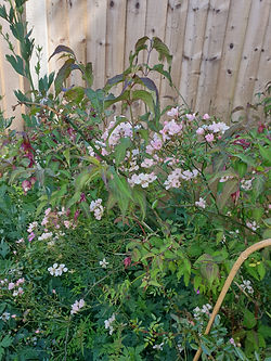 Garden flower, shrub, summer