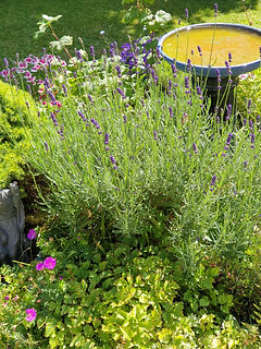 Lavender, garden, English, nature, wildlife, summer