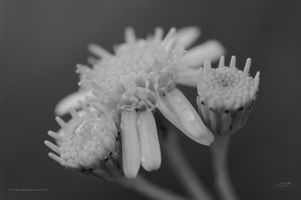 BW102021.jpg