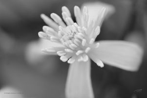 BW102015.jpg