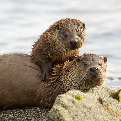 Otter-mum-and-baby-frolicking-on-seashore.jpg