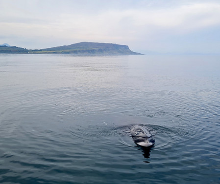 Minke-whale-Eigg-4-1030x762.jpg