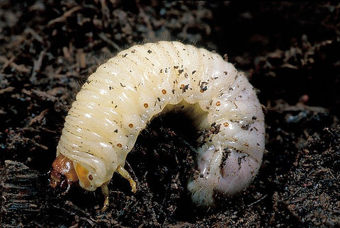 Grub-control-mn.jpg