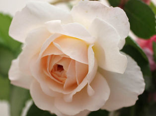 ピアノが楽しく続く「聴く力」を育むレッスン｜大津市　越智ピアノ教室