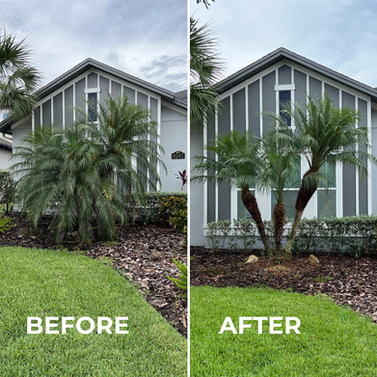 Before and after of palm tree trimming