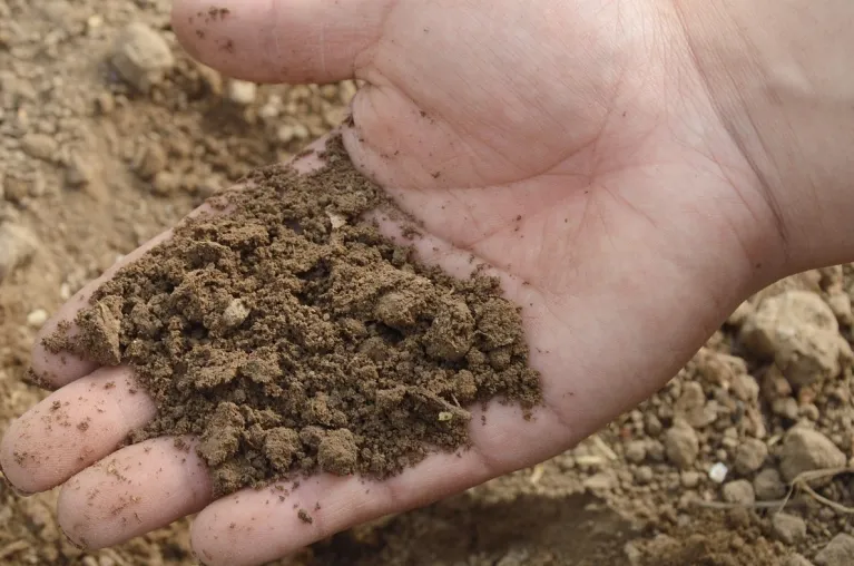 Gritty soil in a hand.