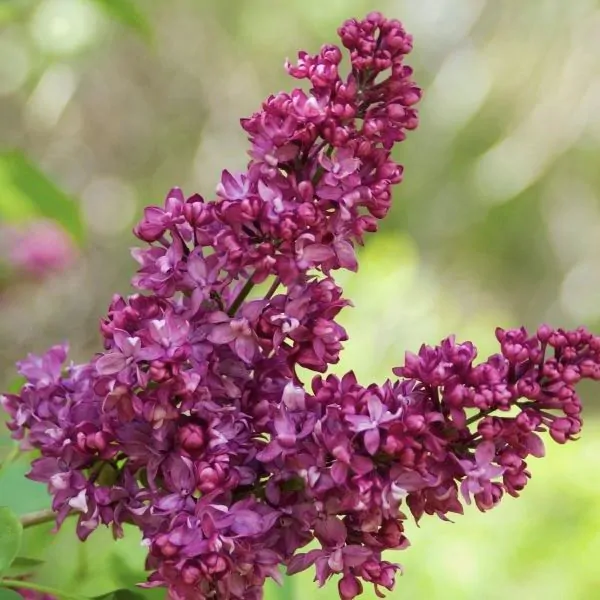 charles-joly-lilac-two-clusters-600x600.webp