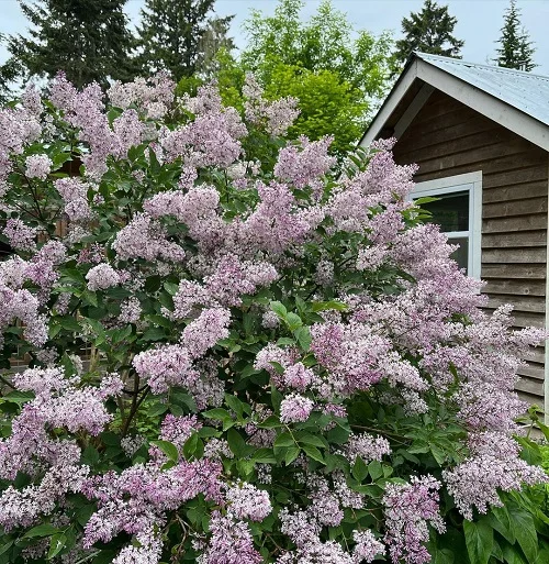 Grow-Miss-Kim-Lilac-Meta.webp