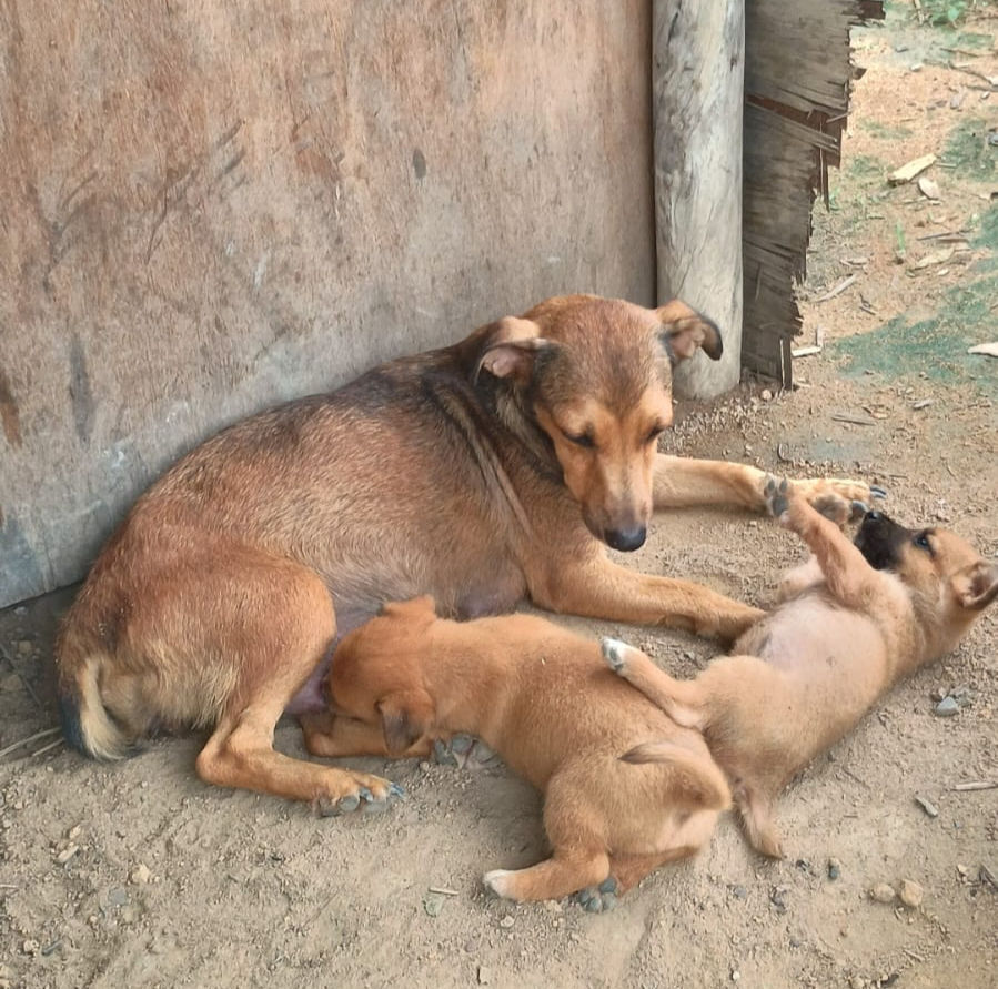 Cadela abandonada com dois filhotes